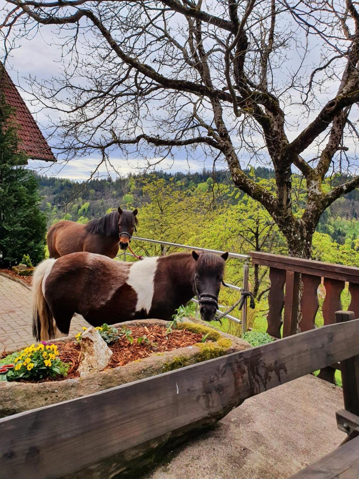 Ferienhof Fischer Seebach Extérieur photo